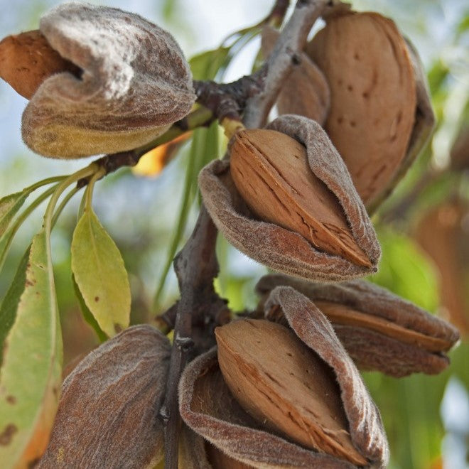 Fruit-Nut-Almond-All in One 