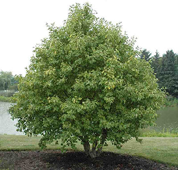 Alnus rugosa 