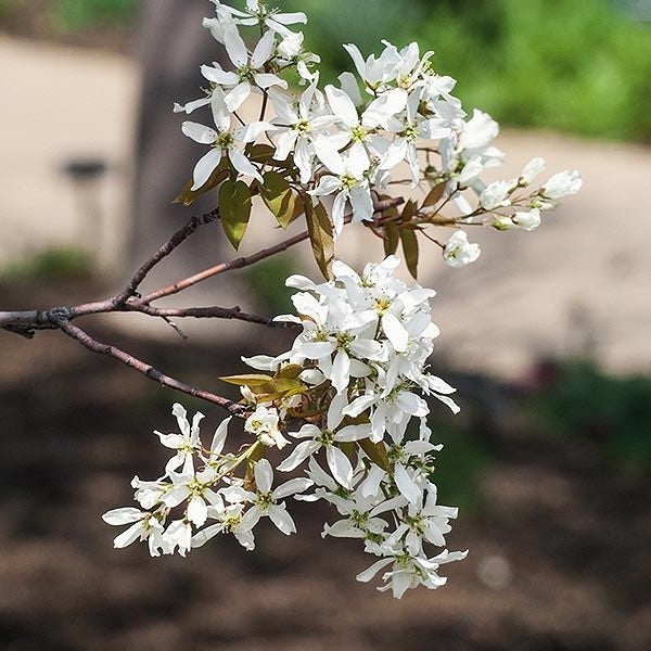 Amel laevis Lustre 1.5"