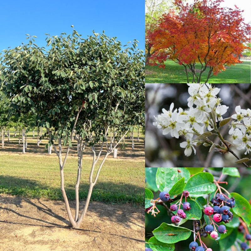 Amel Autumn Brilliance MS 10&