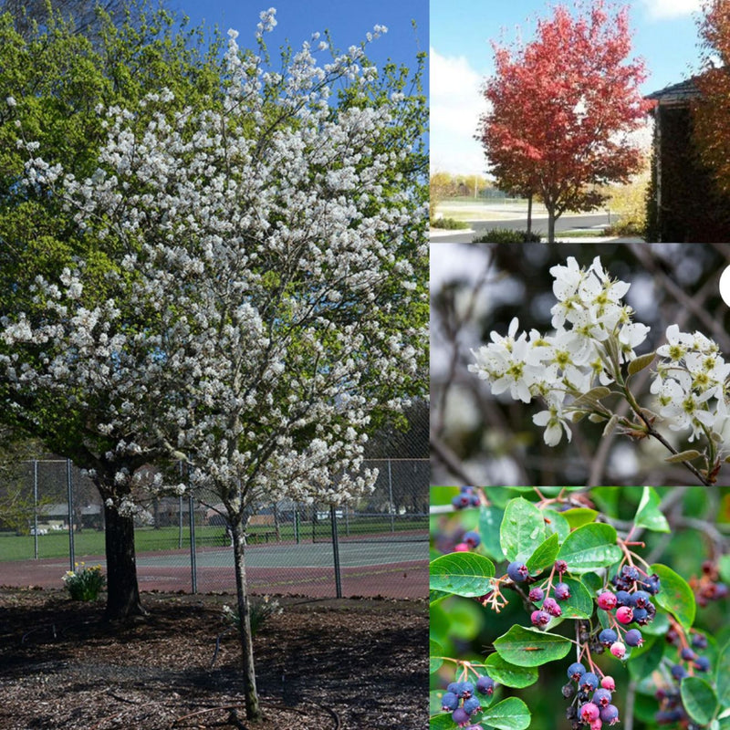 Amel Autumn Brilliance TF 1.5"