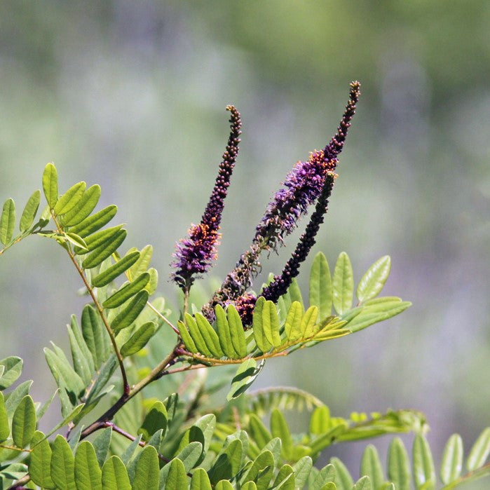 Amorpha fruticosa 