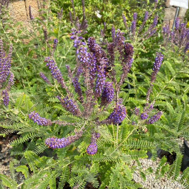 Amorpha canescens 