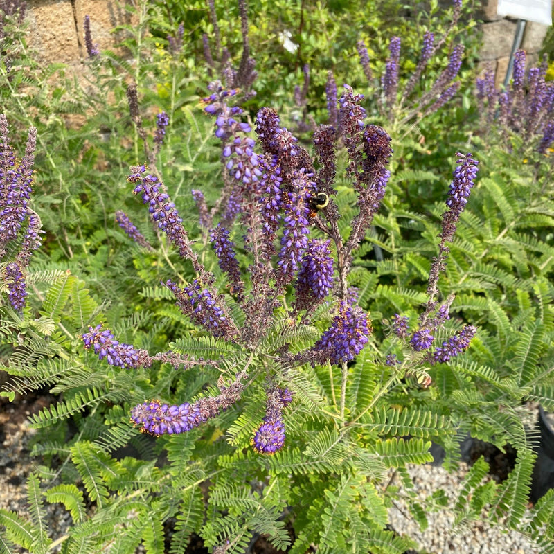 Amorpha canescens 