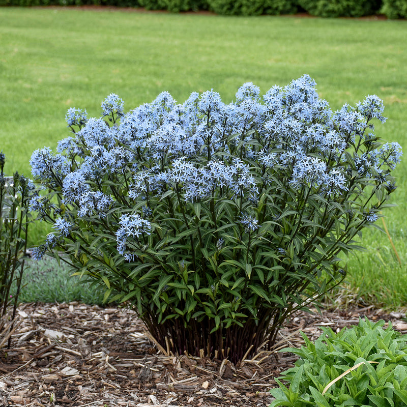 Amsonia Storm Cloud PW