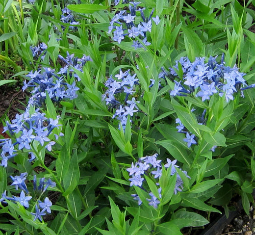 Amsonia Blue Ice 