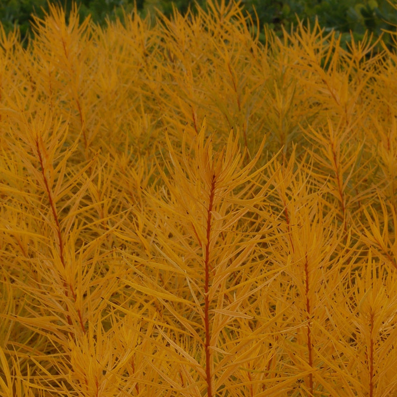 Amsonia Butterscotch 