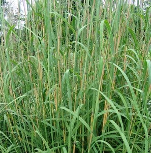 Andropogon gerardii 