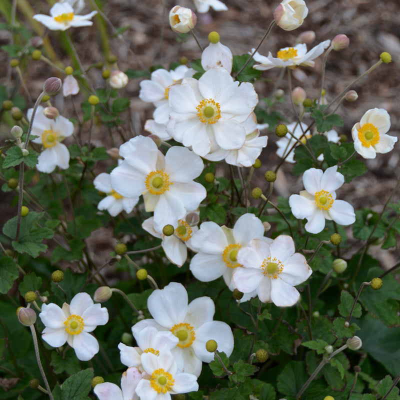 Anemone Honerine Jobert 