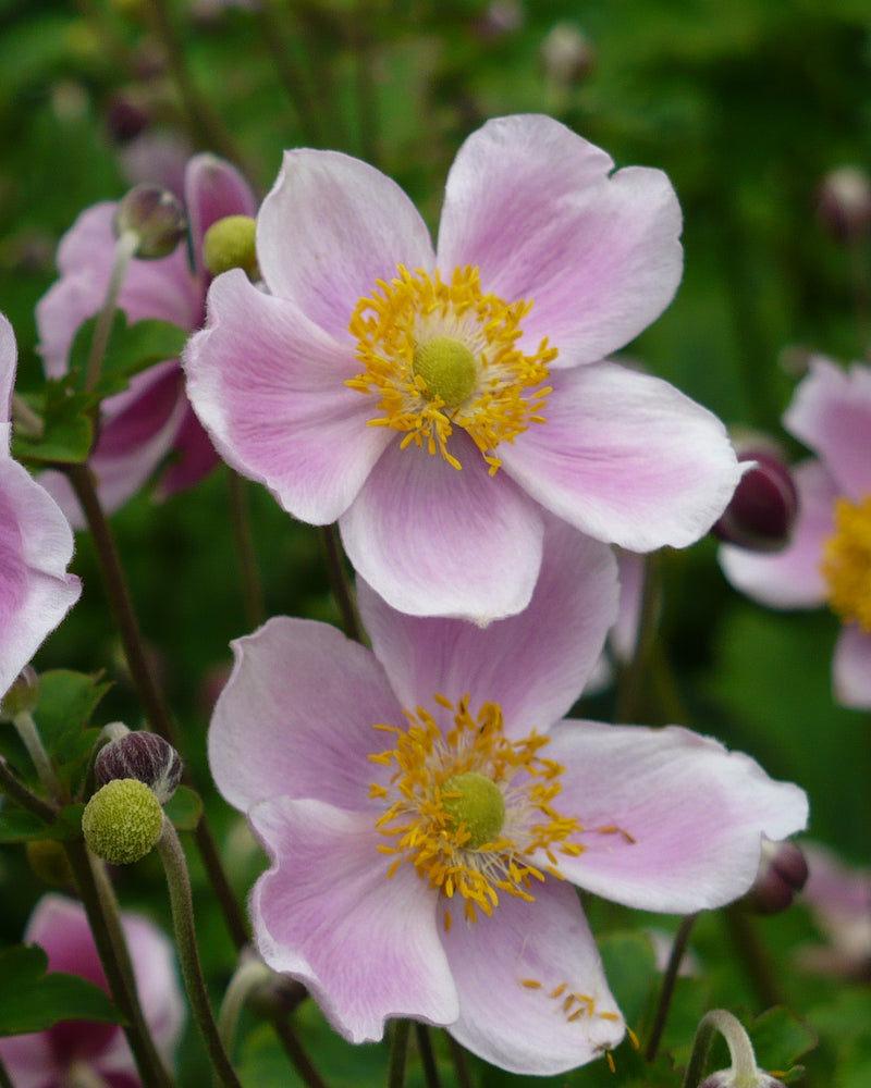 Anemone September Charm 