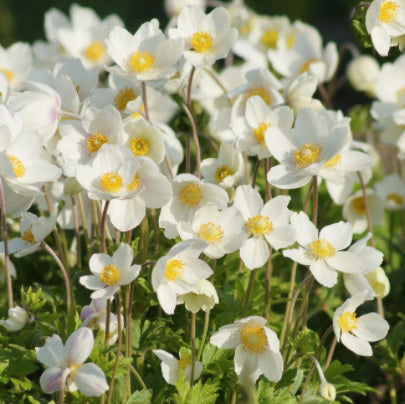 Anemone sylvestris 