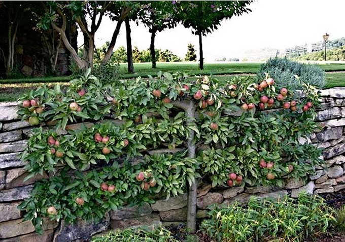 Fruit-Apple-espalier 3 Tier 