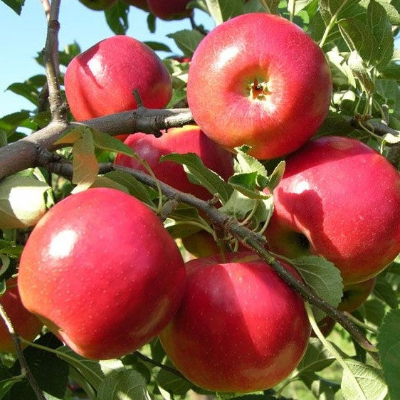 Fruit-Apple-Crimson Crisp 