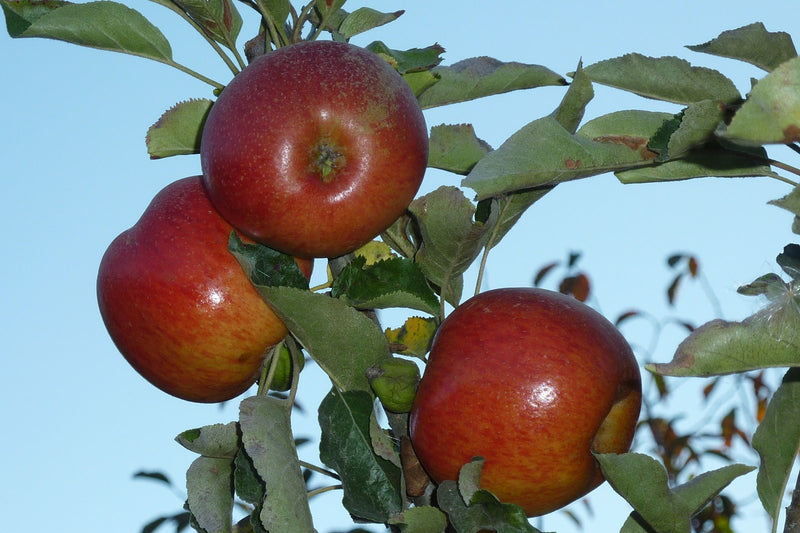 Fruit-Apple-Spitzenberg semi-dwf  