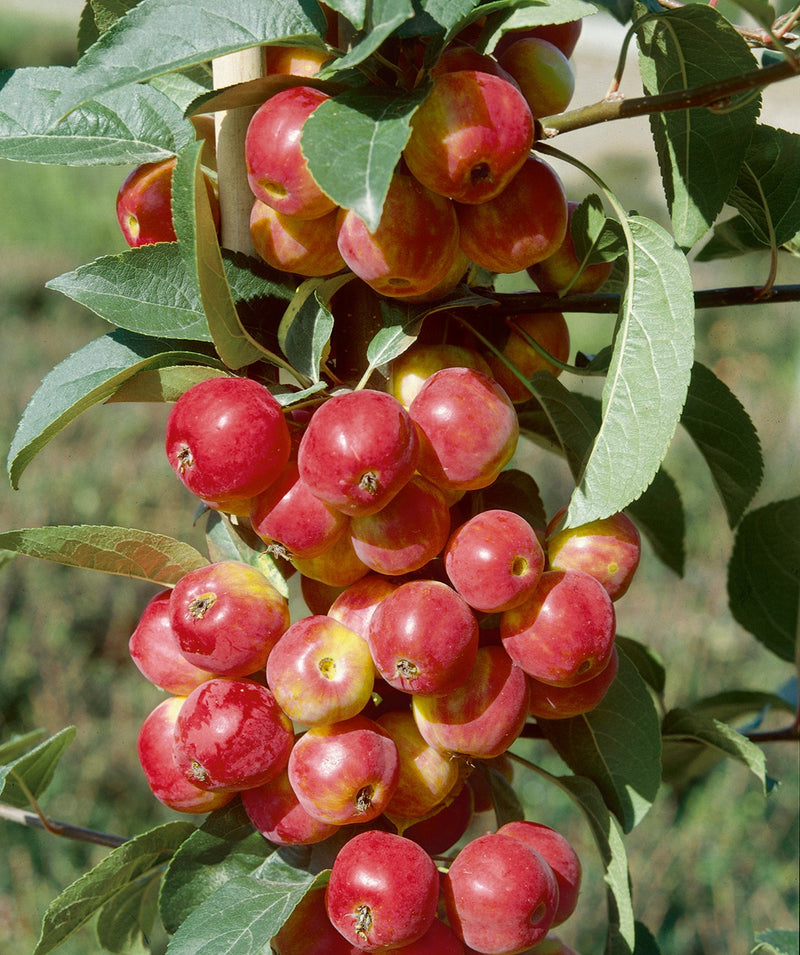 Fruit-Apple-Colonnade Scarlett Sentinel 