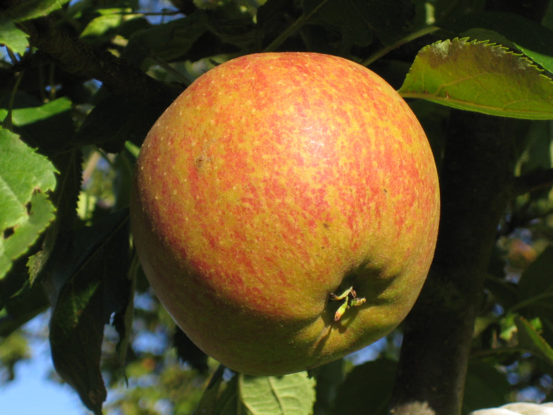 Fruit-Apple-Cox Orange Pippen semidwf 