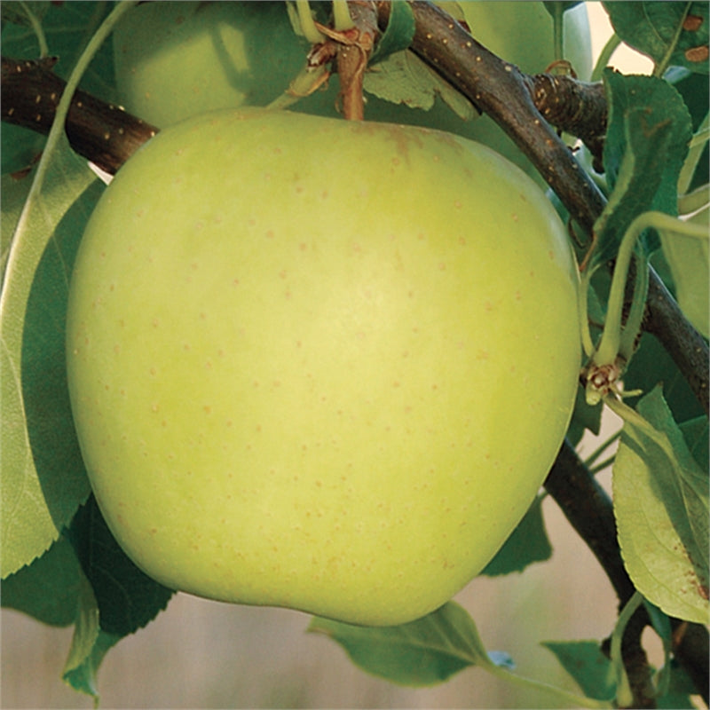 Fruit-Apple-Golden Delicious semi-dwf 
