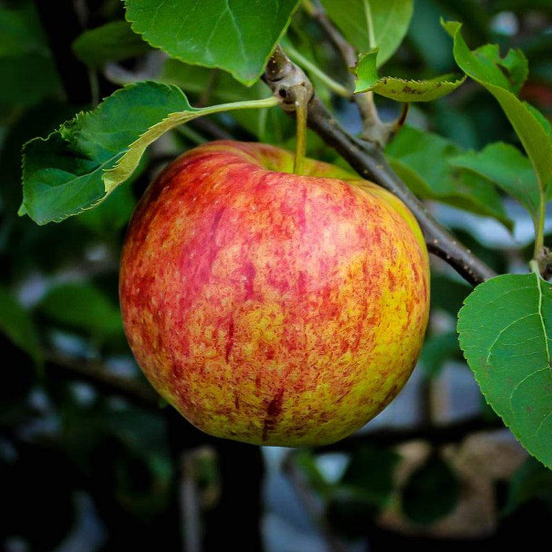 Fruit-Apple-Jonagold semi-dwf 