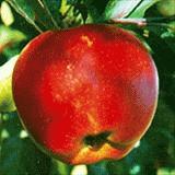 Fruit-Apple-Melrose Semi-dwf 