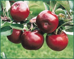 Fruit-Apple-Red Delicious Semi-dwf 