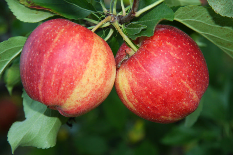 Fruit-Apple-Royal Gala semi-dwf 