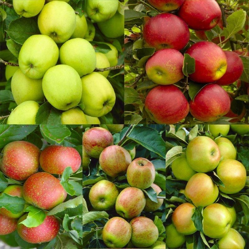 Fruit-Apple-5 Way 