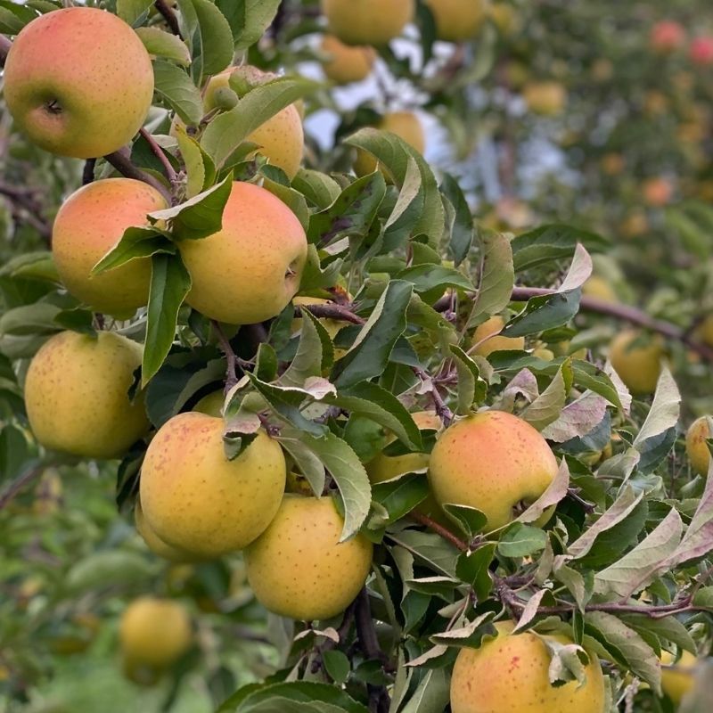 Fruit-Apple-GoldRush 