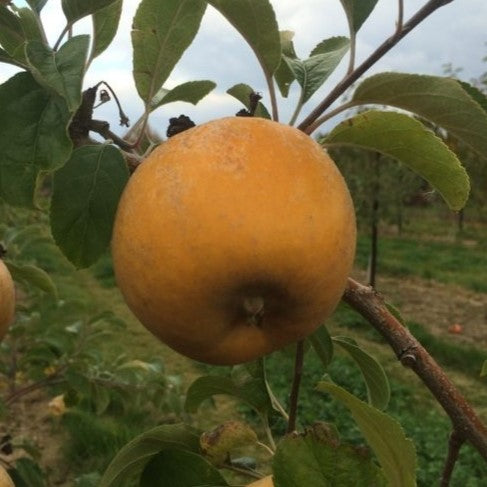 Fruit-Apple-Golden Russet semi dwarf 