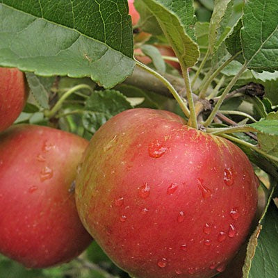 Fruit-Apple-Idared semi-dwf 