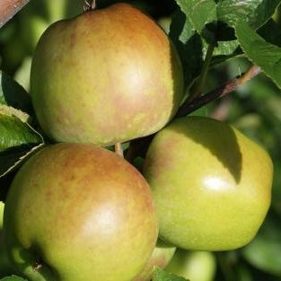 Fruit-Apple-Newtown Pippen semi-dwarf 
