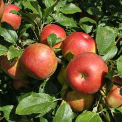 Fruit-Apple-Wolf River 