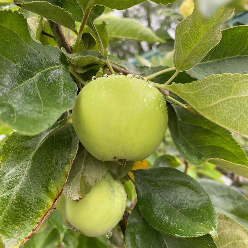 Fruit-Apple-Yellow Transparent semi-dwarf 