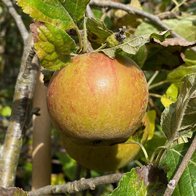 Fruit-Apple-Cox Orange Pippin semidwf 