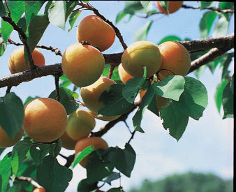 Fruit-Apricot-Chinese Dwf 