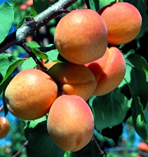 Fruit-Apricot-Goldcot Dwf 