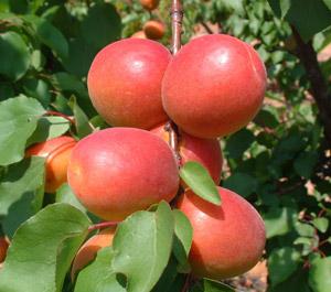 Fruit-Apricot-Robada dwf 