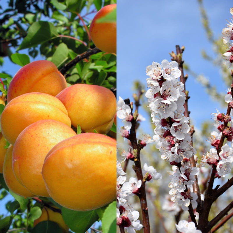 Fruit-Apricot-Tilton dwf 