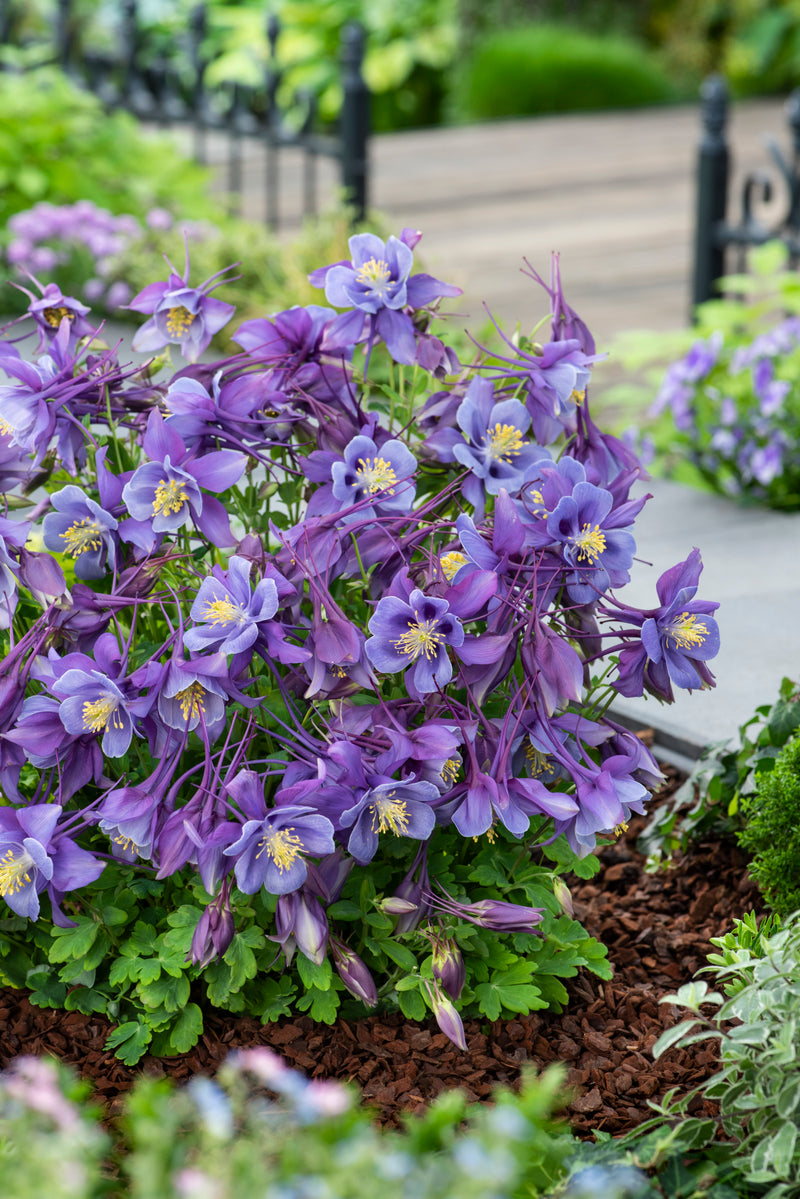 Aquilegia Earlybird Purple Blue 1 qt
