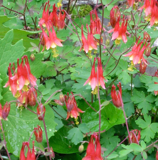 Aquilegia canadensis 