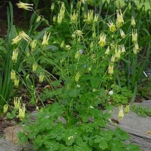 Aquilegia can Corbett 1 qt