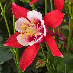 Aquilegia Kirigami Red & White 1qt