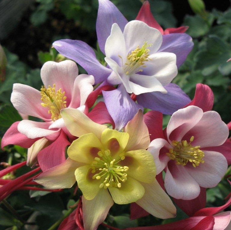 Aquilegia Origami Mix 1 qt