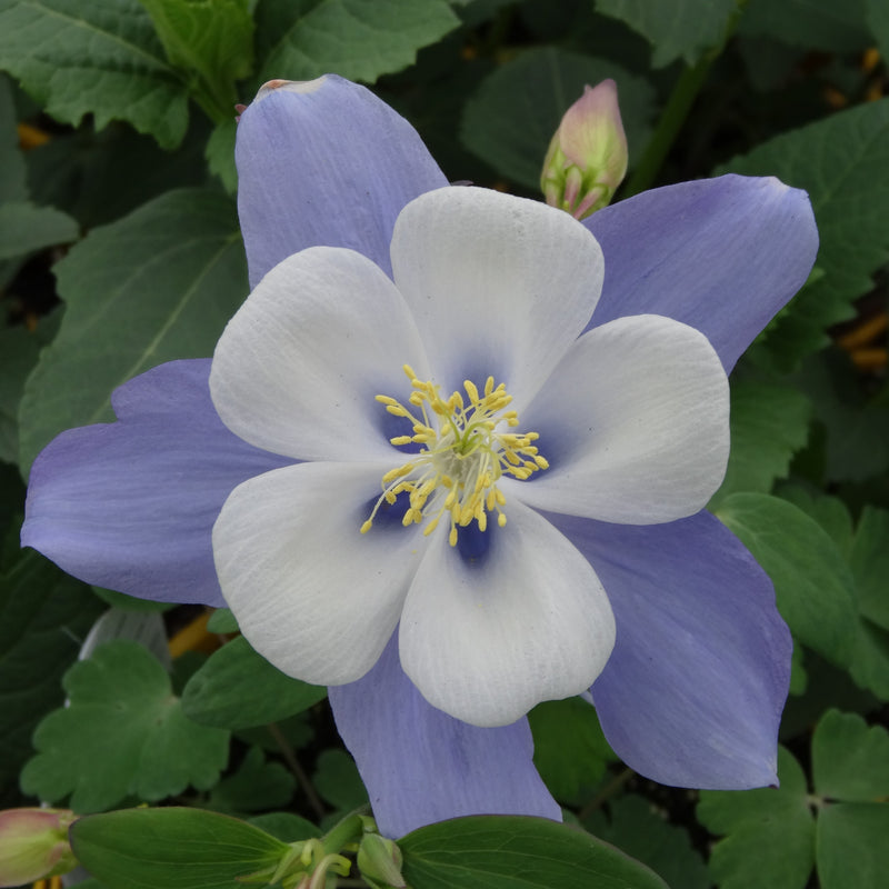 Aquilegia Songbird Blue Bird 1 qt