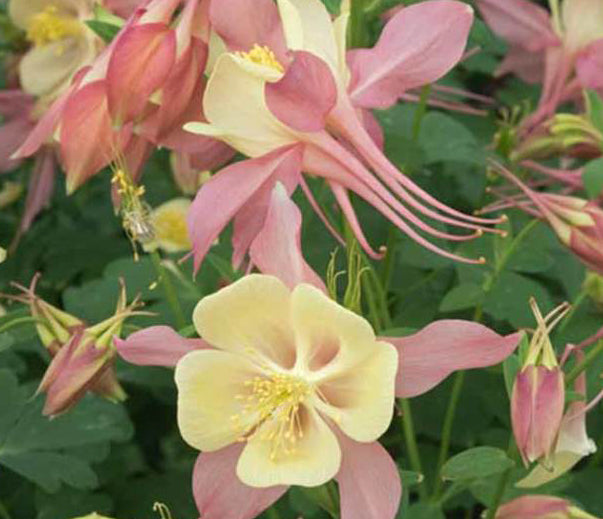 Aquilegia Swan Pink-Yellow 1 qt