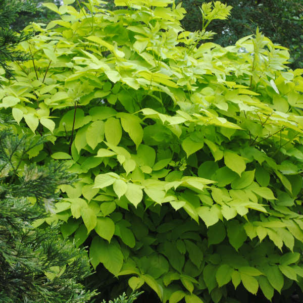 Aralia Sun King 