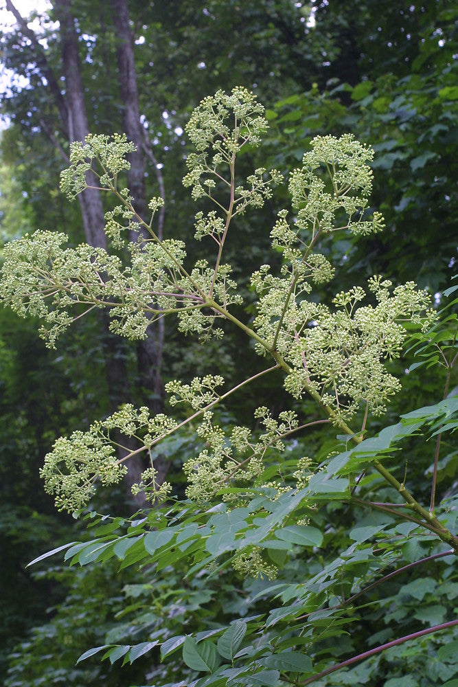 Aralia spinosa 