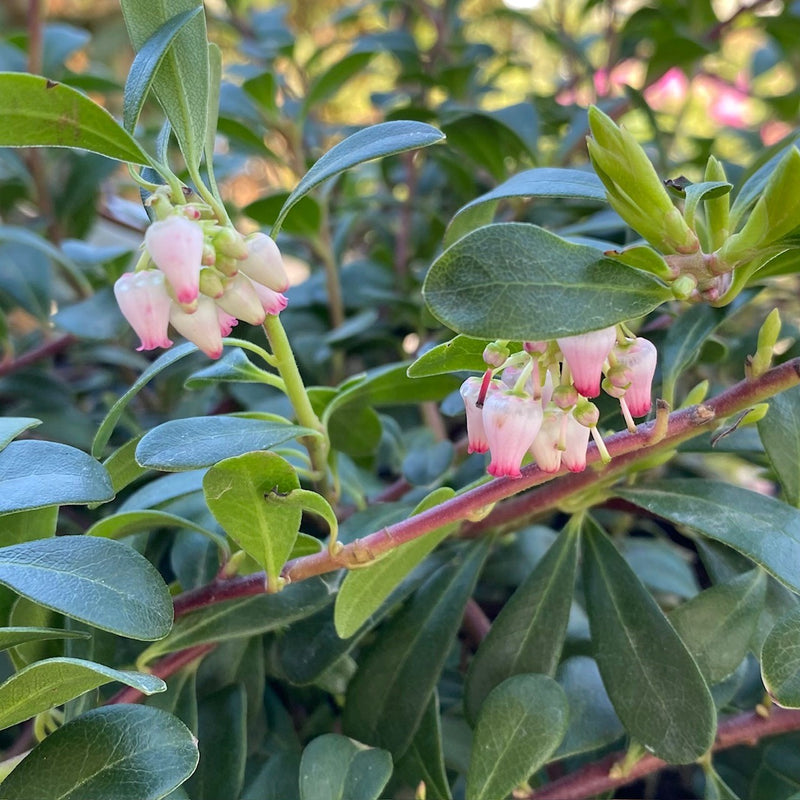 Arctostaphylos uva-ursi Vancouver Jade 