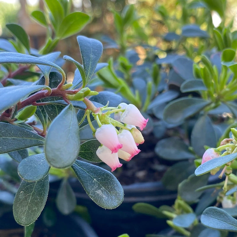 Arctostaphylos uva-ursi Massachusetts 