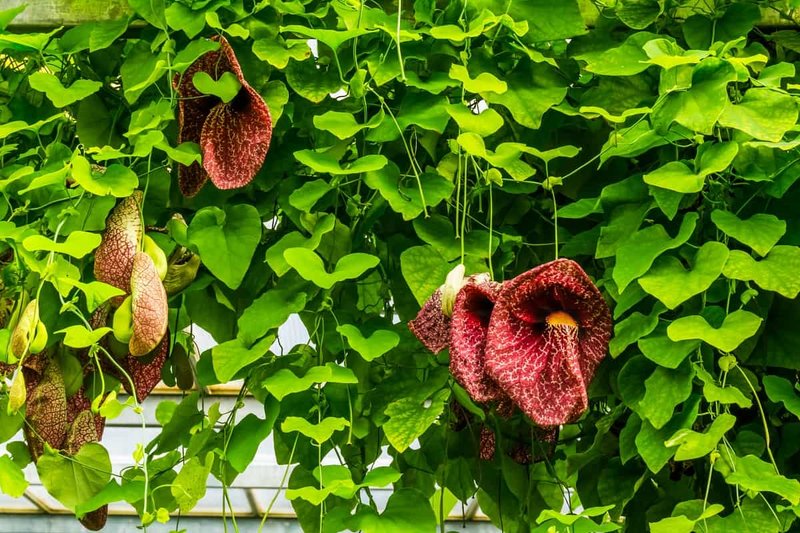 Aristolochia macrophylla (durior) 