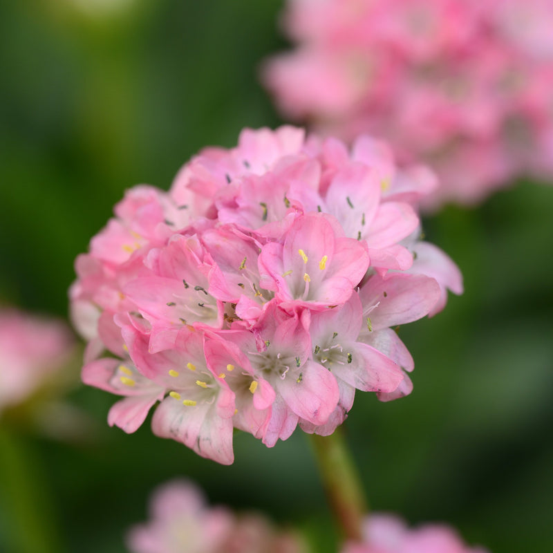 Armeria Daydream 